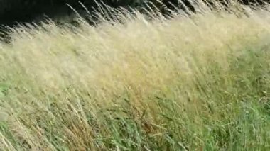 Havel River (Brandenburg Almanya rüzgarda çimen).