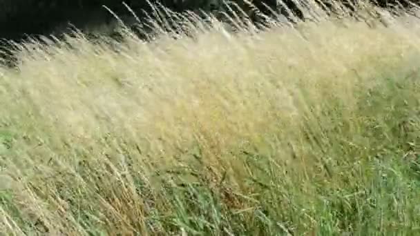 Hierba en el viento en el río Havel (Brandeburgo Alemania ). — Vídeo de stock