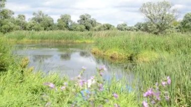 Tekneyi kıyıya Havel Nehri (Brandenburg Almanya) üzerinde kürek. Havelradweg (Havel bisiklet yolu manzara)