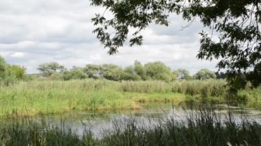 Tekneyi kıyıya Havel Nehri (Brandenburg Almanya) üzerinde kürek. Havelradweg (Havel bisiklet yolu manzara)