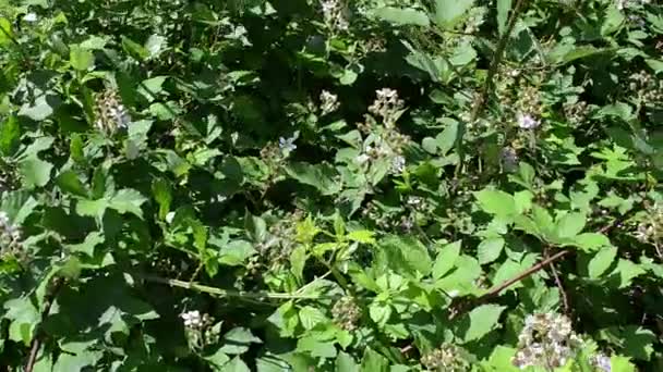 Blackberry bush in blossom — стоковое видео