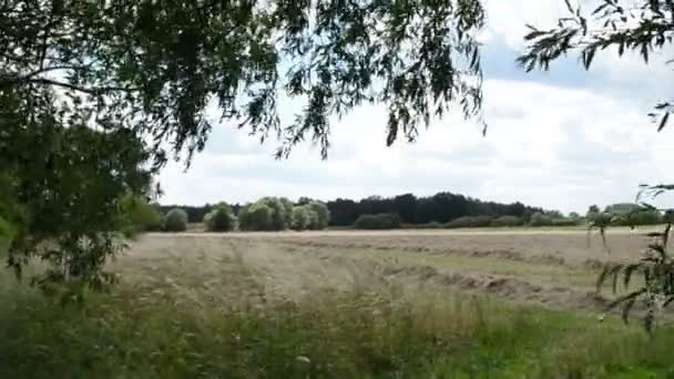 Prairie d'été au bord de la rivière Havel (Brandebourg Allemagne). Paysage le long de Havelradweg (piste cyclable Havel ). — Video