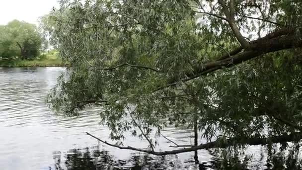 Havel Nehri (Brandenburg Almanya) manzara Havelradweg (Havel bisiklet yolu boyunca). — Stok video