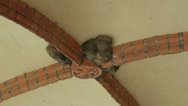 Old town hall of Tangermuende (Saxony-Anhalt, Germany) with brut reserve of swallows. — Stock Video