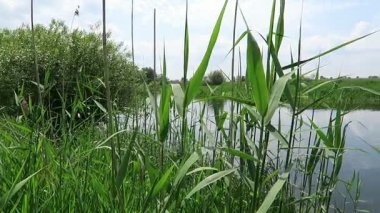 Havel Nehri (Brandenburg Almanya) manzara