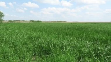 Havel Nehri (Brandenburg Almanya) manzara 