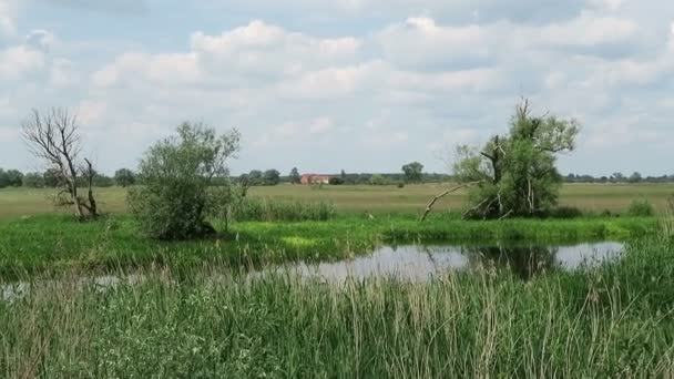 Havel rivierlandschap (Brandenburg en) — Stockvideo