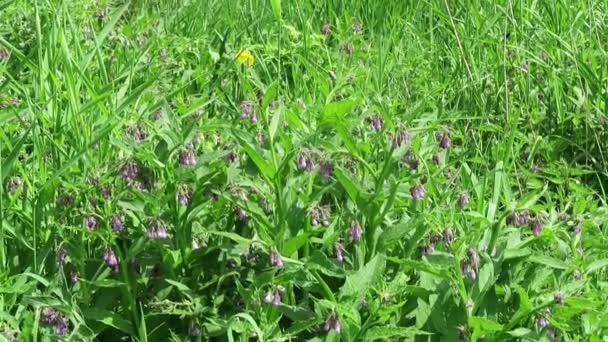 Herbal plant comfrey (symphytum) growing on havel river meadows (Germany) — Stock Video