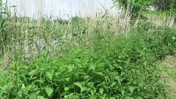 Typisch Havelland landschap met weide (Duitsland). Kijk hieronder naar de hemel. — Stockvideo