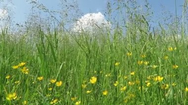 tipik Havelland yatay, çayır (Almanya). Aşağıdan gökyüzüne görüntülemek.