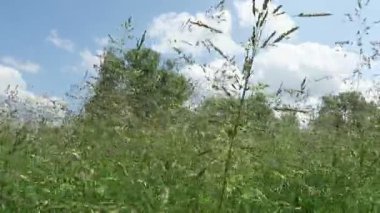 tipik Havelland yatay, çayır (Almanya). Aşağıdan gökyüzüne görüntülemek.
