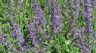 Bitkisel bitki. flowerbed adaçayı çiçek