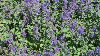 Bahar. Mavi catmint flowerbed çiçek.