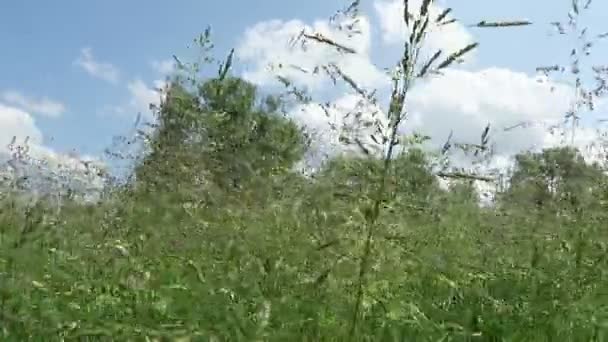 Typická krajina Havelland s loukou (Německo). Spodní pohled na nebe. — Stock video