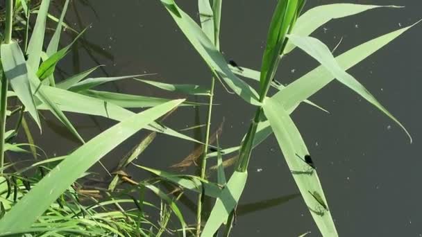 Se unieron demoiselle en el río Havel en verano. Brandenburgo - Alemania — Vídeo de stock