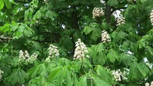 Castaño flor de árbol en primavera . — Vídeo de stock