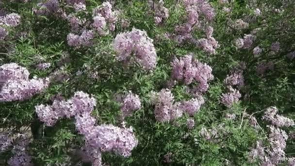 Tipikus park bush. a virág lila orgona — Stock videók