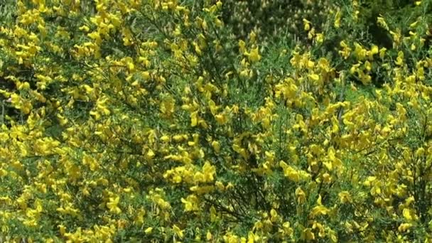 Tavasszal. sárga rekettye bush blossom — Stock videók