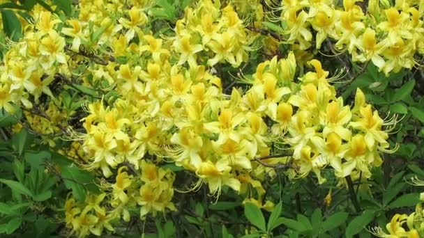 Kleurrijke gele azalea bush in parklandschap — Stockvideo