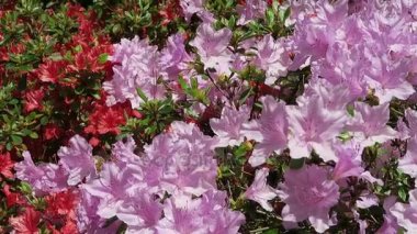 Bahar pembe açelya çalılıkların park peyzaj