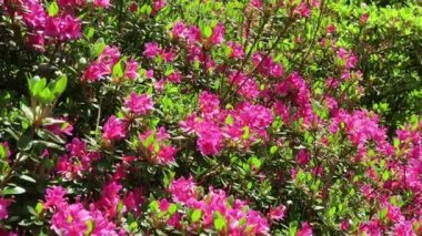 Bahar pembe açelya çalılıkların park peyzaj