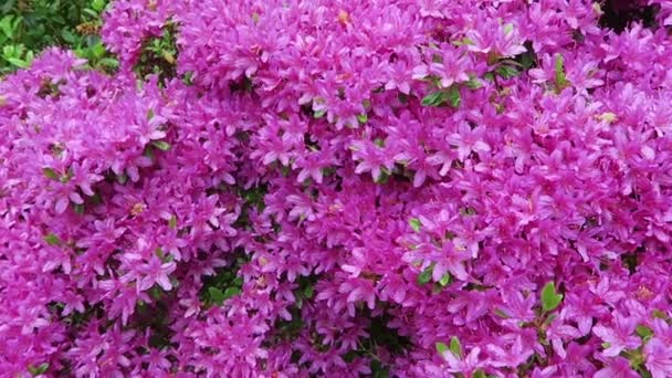 Roze lente azalea bush in parklandschap — Stockvideo