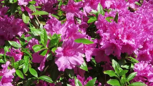 Primavera rosa azalea arbusto en parque paisaje — Vídeos de Stock