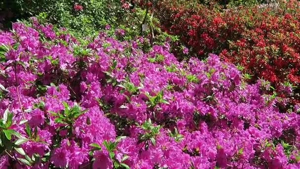 Primavera rosa azálea arbusto na paisagem do parque — Vídeo de Stock