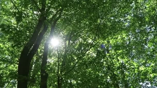 Folhas verdes de carvalho e faia na primavera. pan câmera para o topo da árvore . — Vídeo de Stock