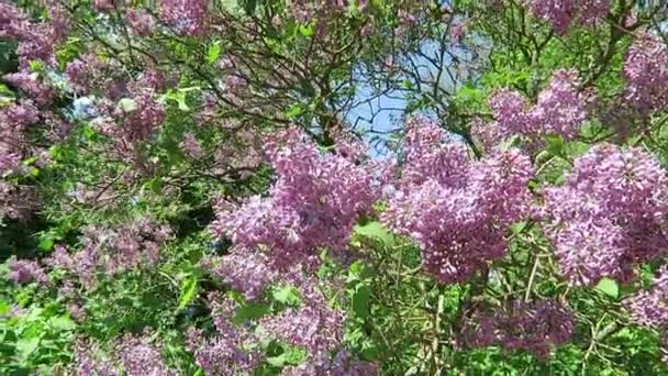 Flor lila púrpura en primavera . — Vídeos de Stock