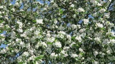 Elma ağacı çiçeği bahar güneş ışığı ile içinde.