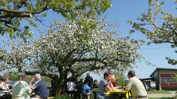 Люди, сидящие под цветущим яблоком, наслаждаются весной. Вердер (Германия) ) — стоковое видео