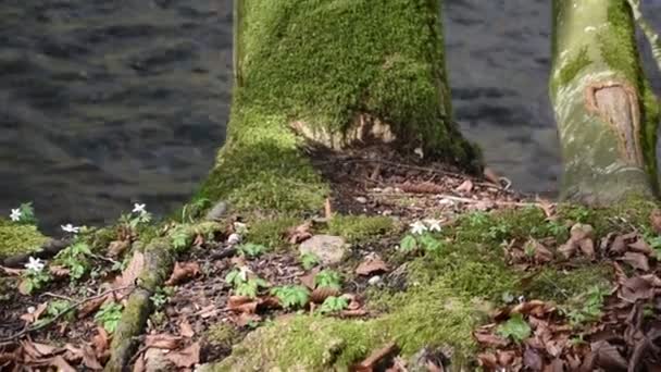 Landscape of Wuerm river landscape in springtime — Stock Video