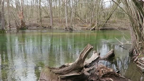 Landschap van Wuerm rivierlandschap in het voorjaar — Stockvideo