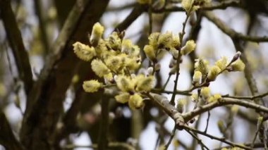 Söğüt ağacıyla bahar kedicikler. her yerde uçan arı