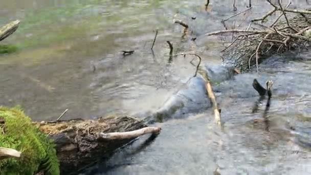 Landskapet i Wuerm flodlandskap på våren — Stockvideo