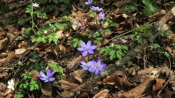 Kidneywort flowers in blossom. springtime. — Stock Video