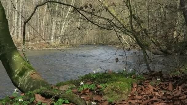 Landschaft der Würm Flusslandschaft im Frühling — Stockvideo