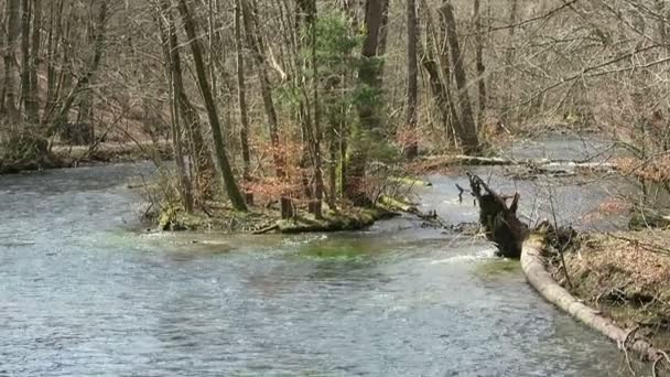 Landschaft der Würm Flusslandschaft im Frühling — Stockvideo