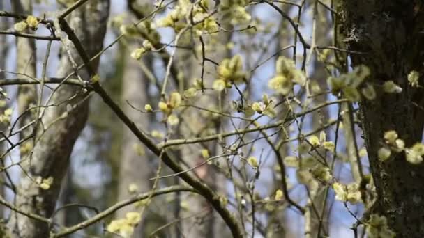 Дерево верби з кішками навесні. бджоли літають навколо — стокове відео