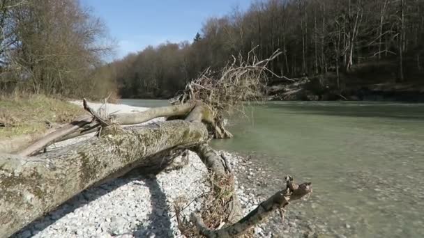 Isar-rivier in het voorjaar. warme dag. gelegen naast pullach, Beieren. — Stockvideo