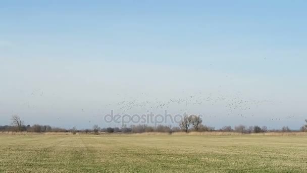 Wild goose flying on sunset sky during autumn migration. — Stock Video