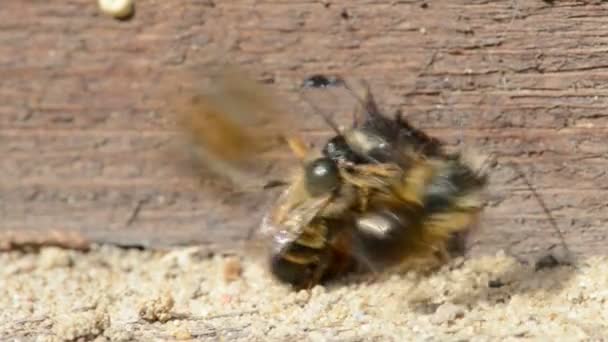 Couple of wild solitary bees mating on insect shelter. — Stock Video