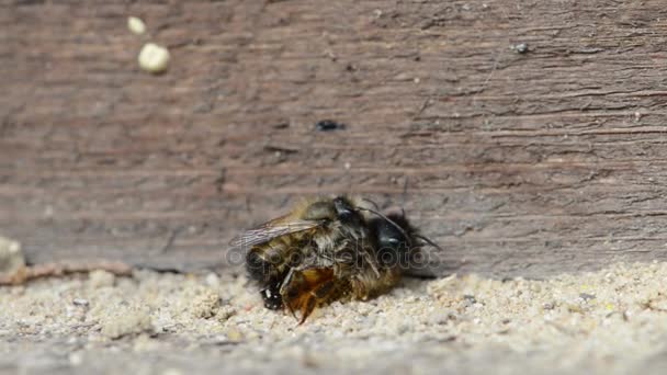 昆虫の避難所に交配野生の孤独な蜂のカップル. — ストック動画