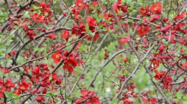 çiçeği kırmızı Chaenomeles çalı.