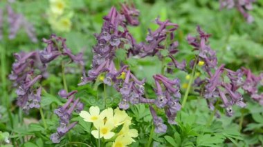 Grup corydalis çiçek bir çayır üzerinde. Bahar. açık bir çiçeği.