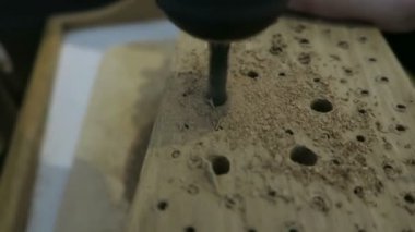 Bina böcek sığınağı. bir ağaç gövdesi delik delme.