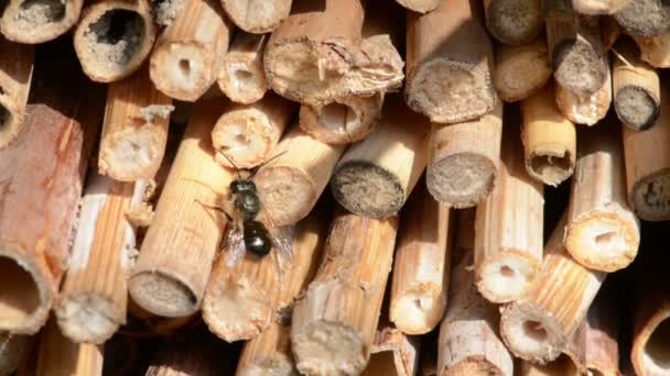 Männliche Wildbienen fliegen im Frühling im Insektenhotel. Auf der Suche nach weiblichen Bienen — Stockvideo