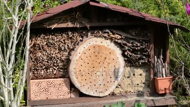 Самцы диких пчел летают весной в укрытии для насекомых. Поиск самок пчел — стоковое видео