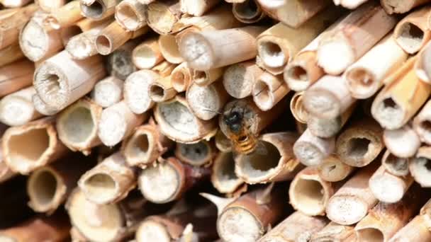 Männliche Wildbienen fliegen im Frühling im Insektenhotel. Auf der Suche nach weiblichen Bienen — Stockvideo